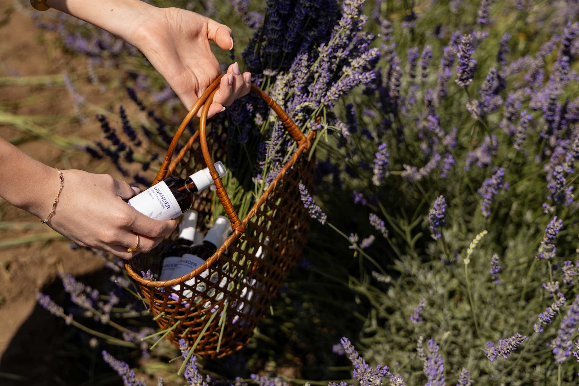 Lavanda 17