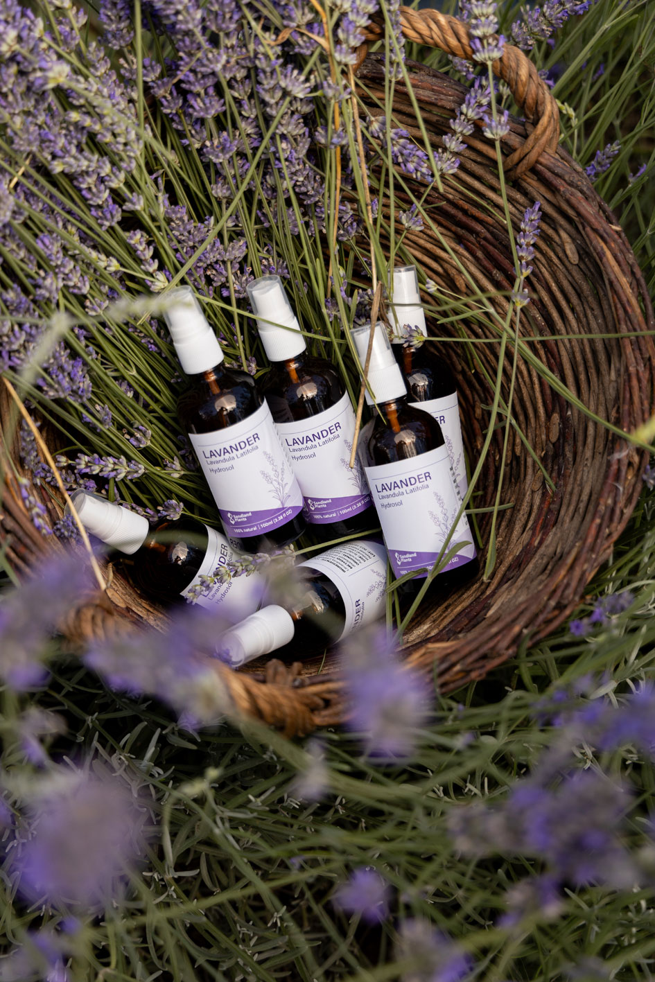 Lavanda 19