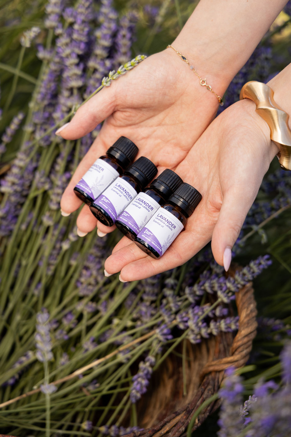 Lavanda 21
