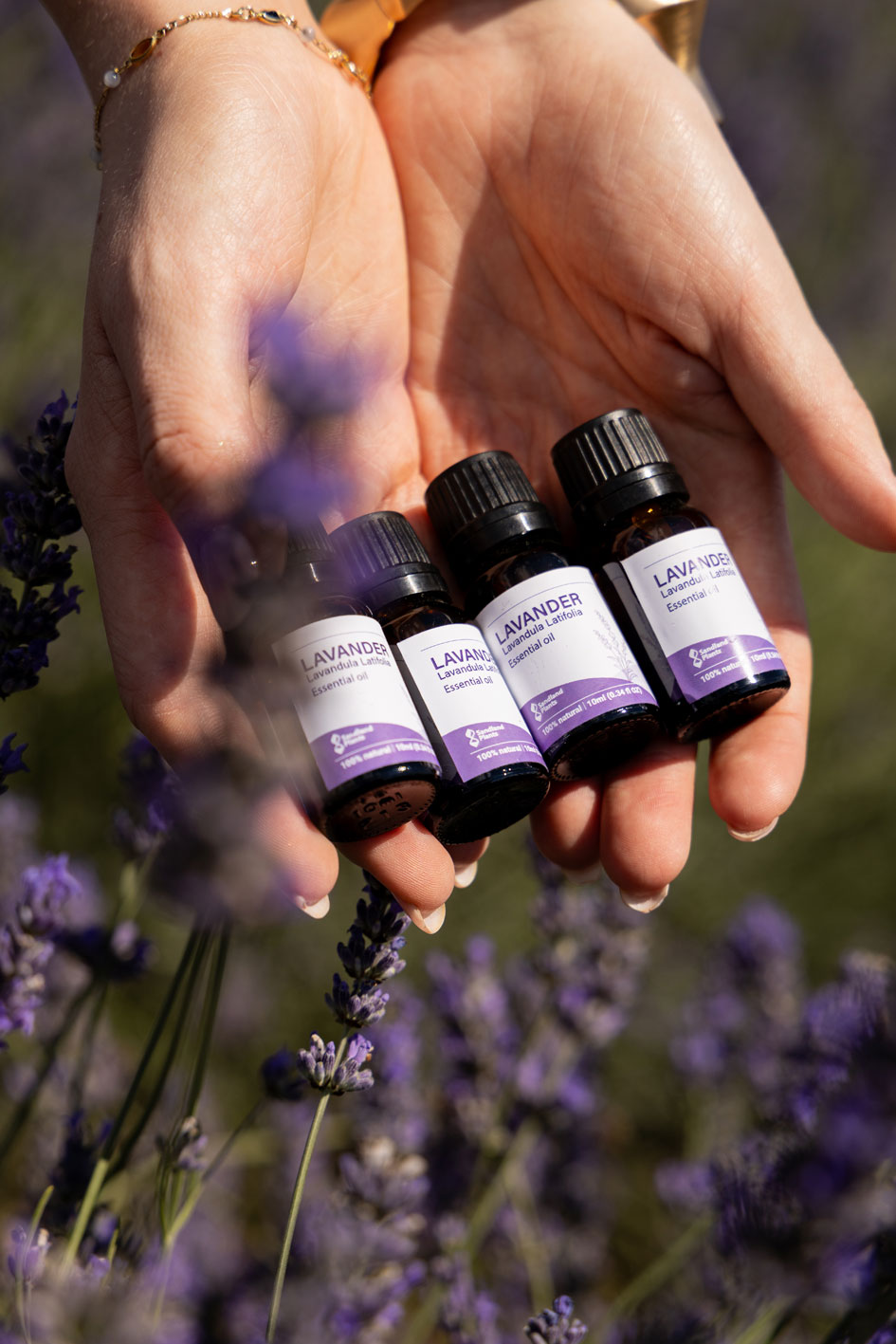 Lavanda 22