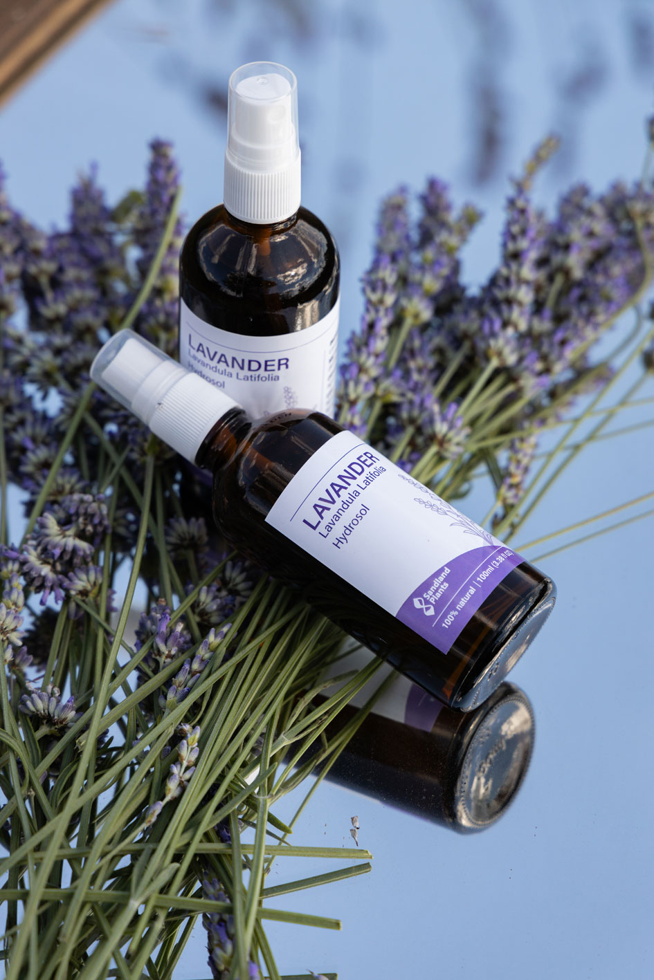 Lavanda 26