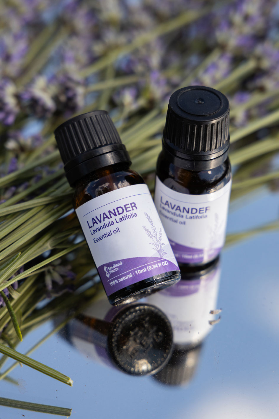 Lavanda 27