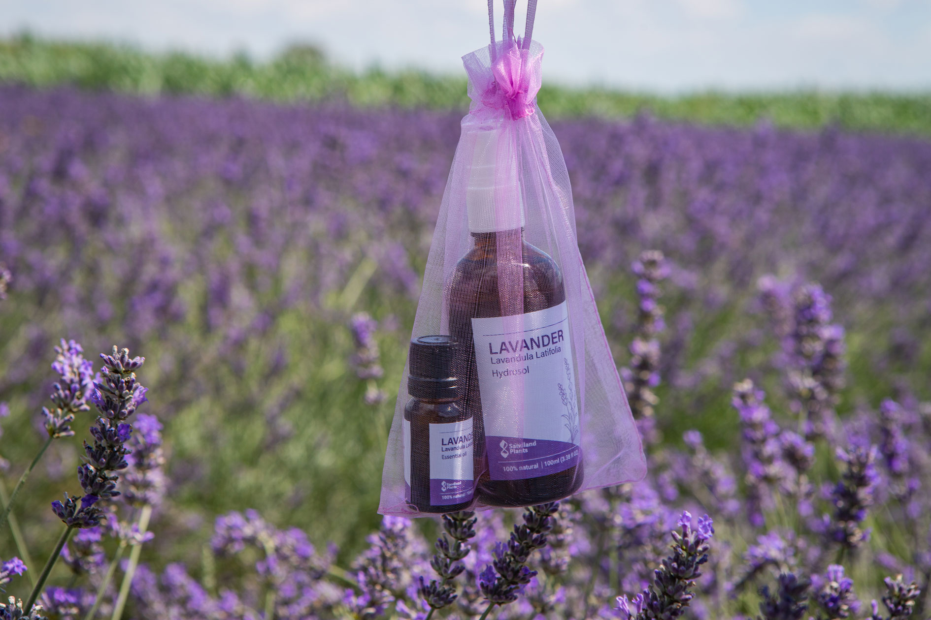 Lavanda 28