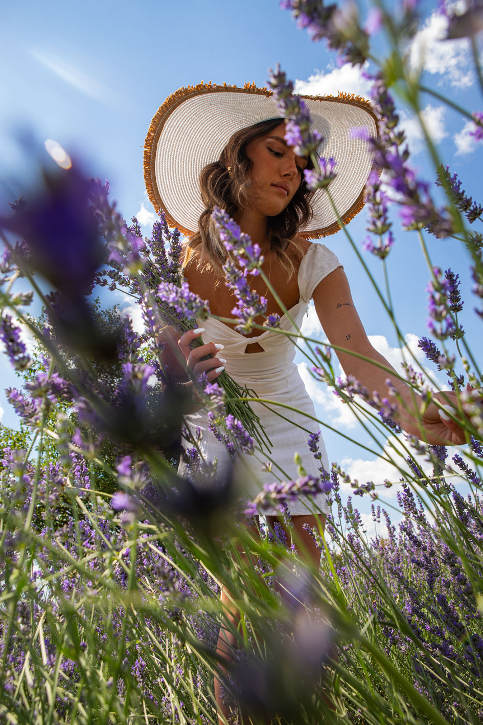 Lavanda