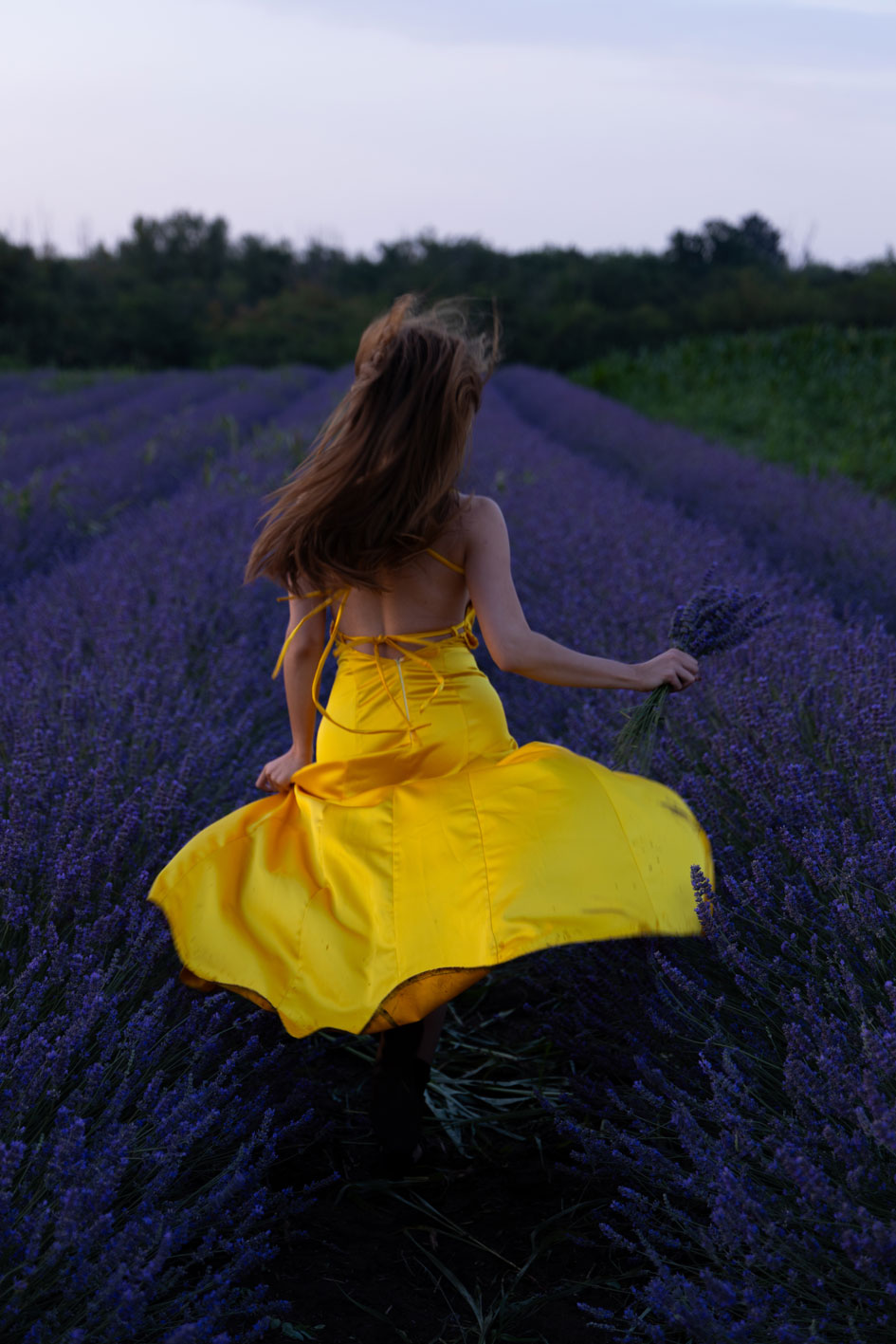Lavanda 4