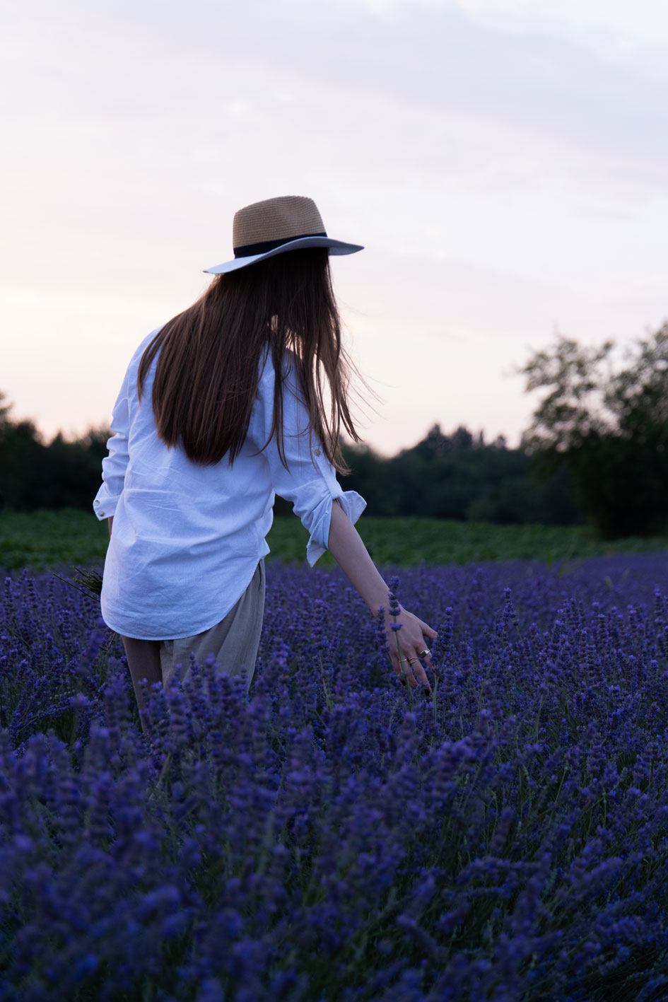 Lavanda 6
